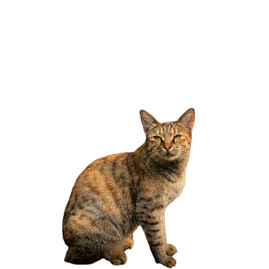 A Striped Tabby Cat Sits Outdoors With Green Background, Exuding Curiosity. 13161 - Cat PNG image with transparent background